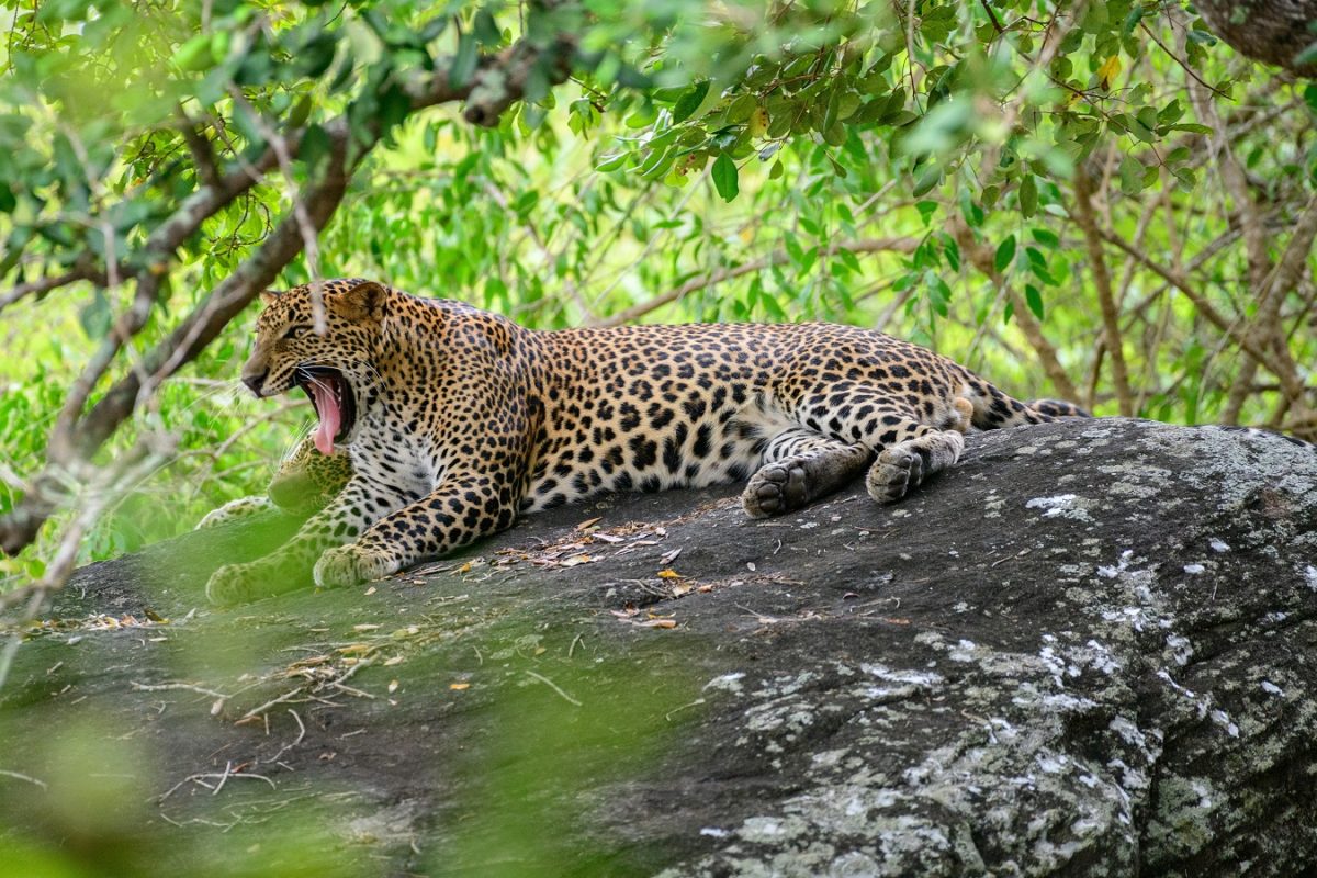 Leopárd végzett egy 10 éves kislánnyal