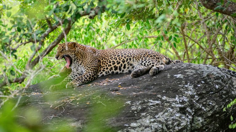 Leopárd végzett egy 10 éves kislánnyal