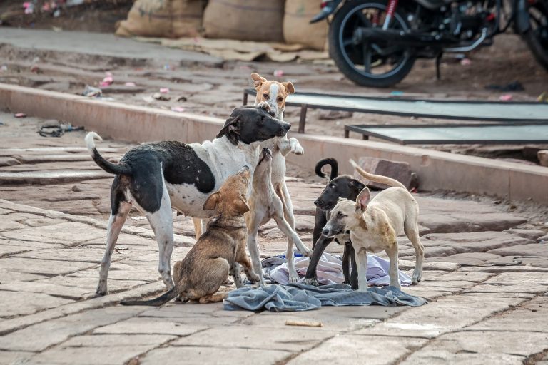 Egymillió kóbor kutya kap mikrochipet Delhiben