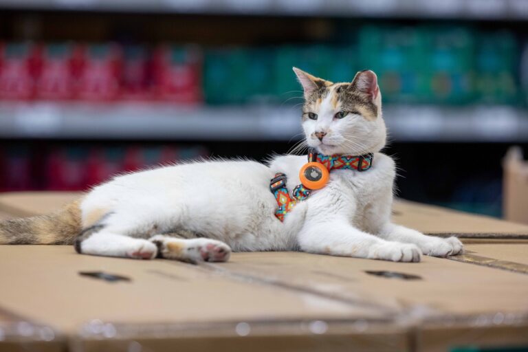 Eltűnt a világ egyik leghíresebb macskája – 137 kilométerrel arrébb bukkant fel