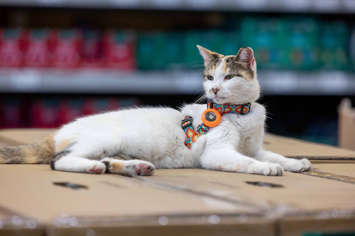 Eltűnt a világ egyik leghíresebb macskája – 137 kilométerrel arrébb bukkant fel