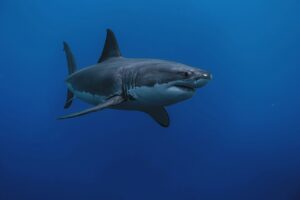 Kétszer is megharapta a cápa a szörföst, aki saját magát vitte be a kórházba, ahol azonnal megműtötték