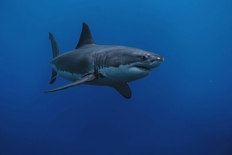 Kétszer is megharapta a cápa a szörföst, aki saját magát vitte be a kórházba, ahol azonnal megműtötték