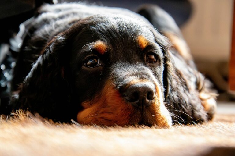 Világrekordot állított fel egy 9 éves gordon szetter – közel 200 kutya életét mentette meg