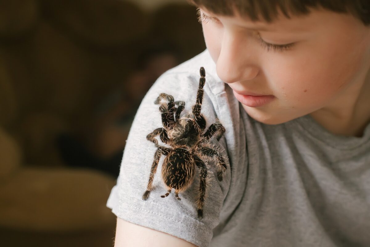 Egy év után tért vissza a házi tarantula pók – a család sokkot kapott