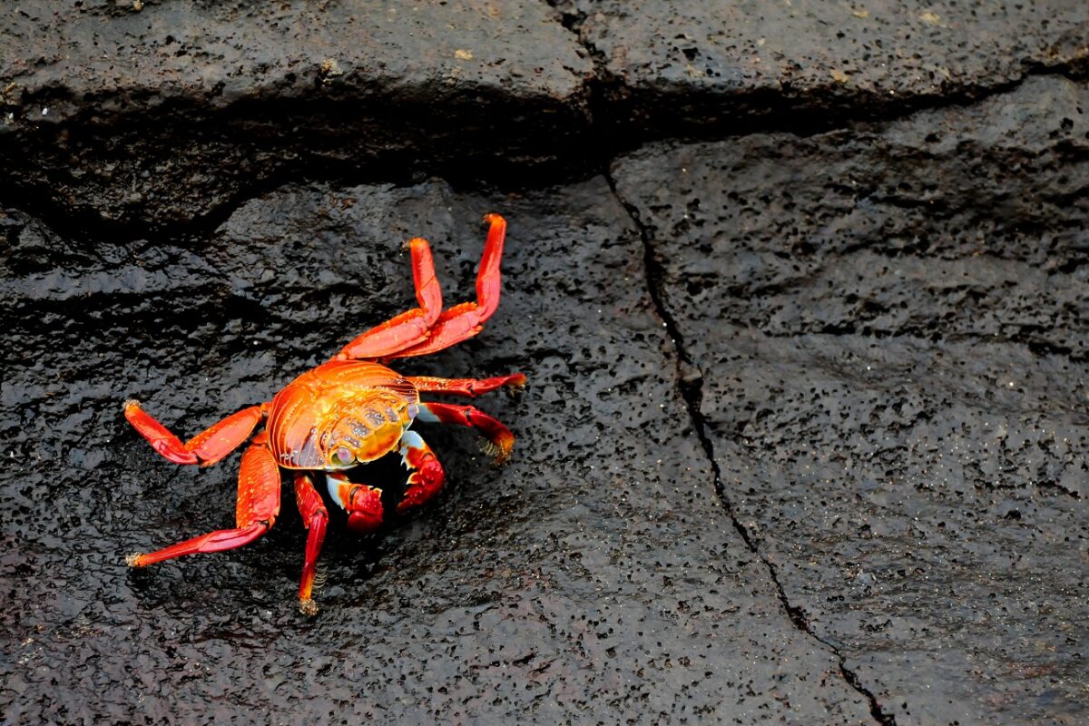 Vörös rákok milliói lepték el az utakat – megkezdődött az éves vándorlás