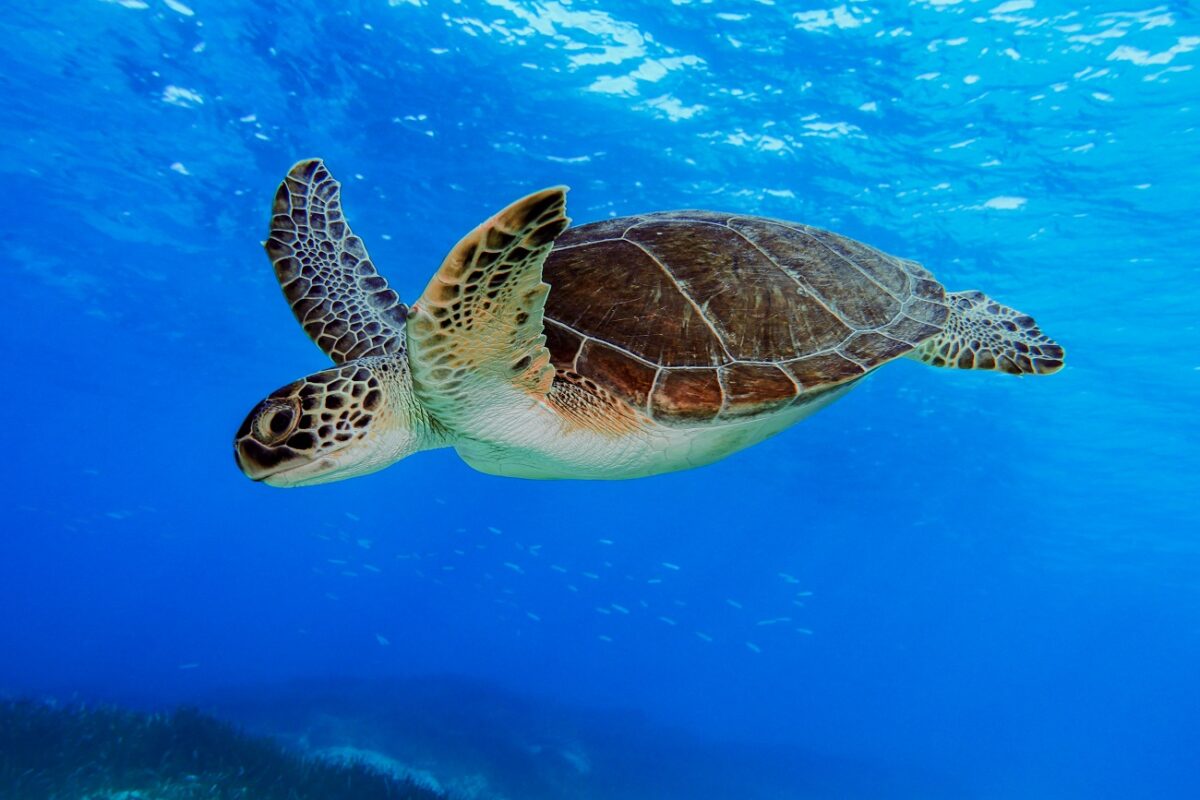 Igazi természeti csoda, több évtizedbe került, de sikerült