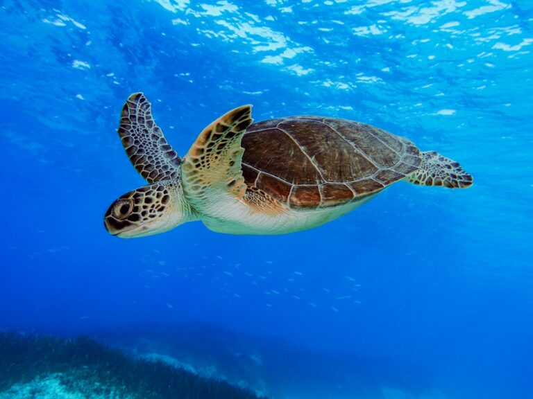 Igazi természeti csoda, több évtizedbe került, de sikerült