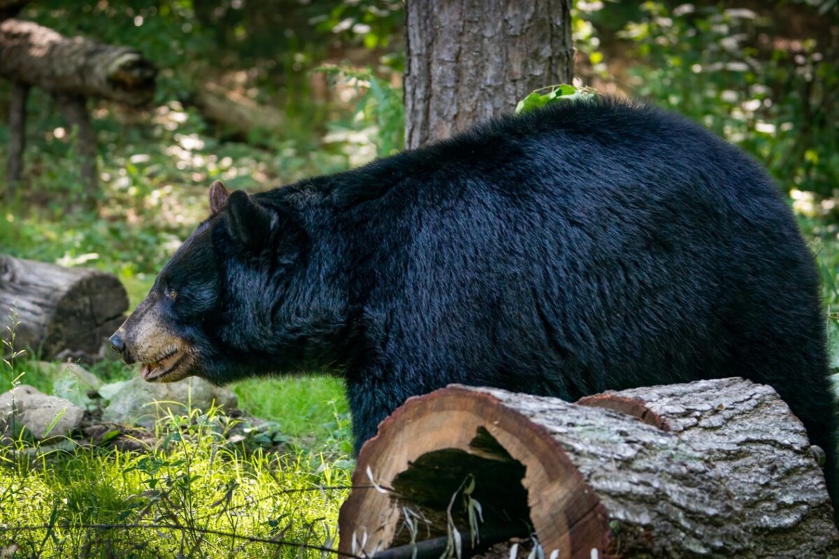 Fényképeket küldött a családjának egy medvéről, röviddel azután meghalt