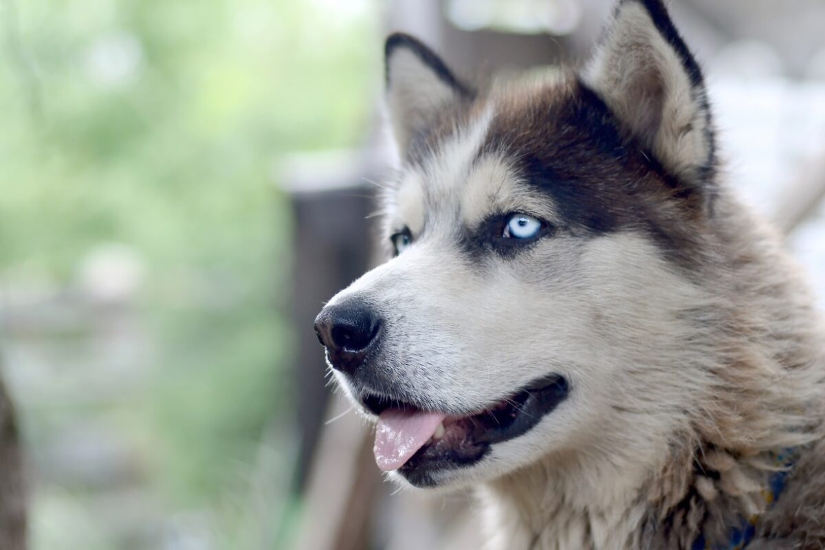 Egy szelíd óriás – a 82 kilós malamut, aki mindenkit lenyűgöz