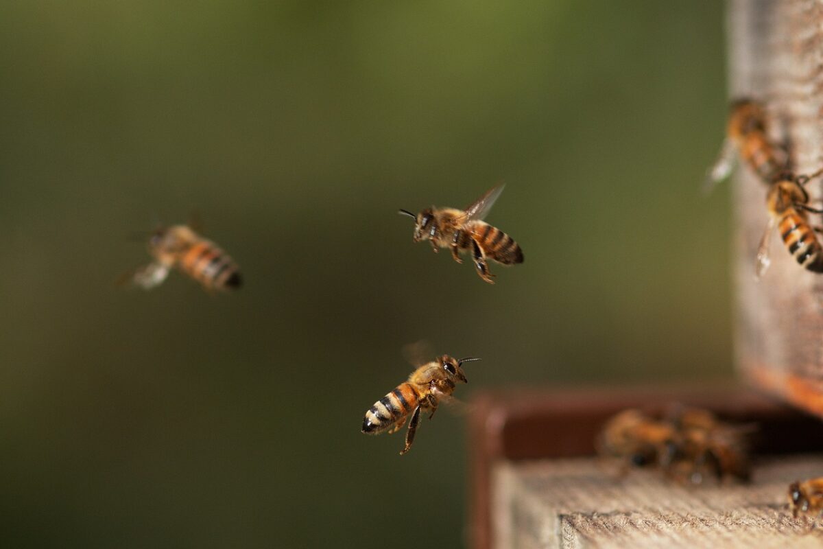 Halálos méhtámadás – egy 29 éves munkás meghalt, egy másik kritikus állapotba került
