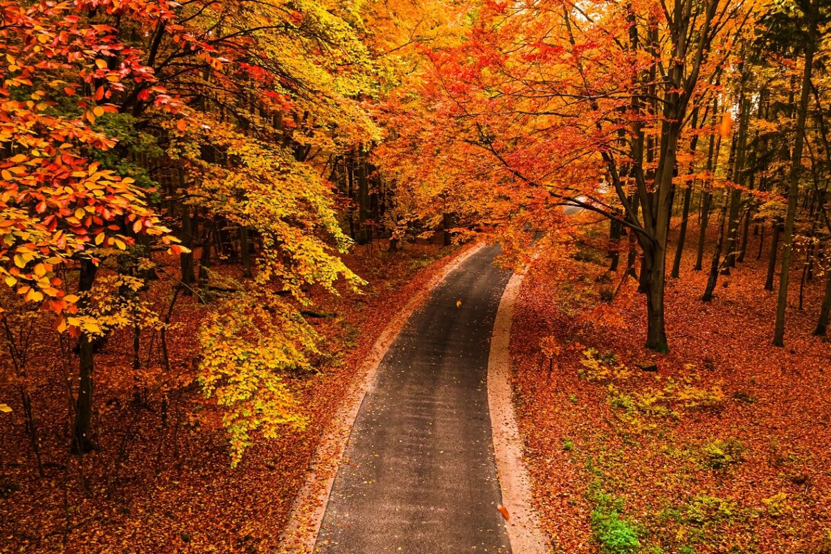 Eltűnt egy 2 éves kislány az erdőben, több mint 90 önkéntes csatlakozott a kereséshez