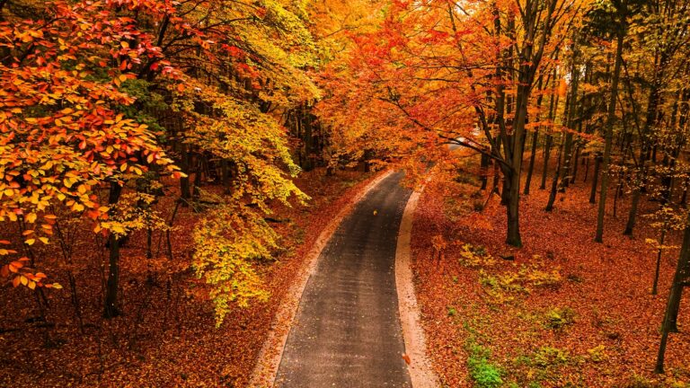 Eltűnt egy 2 éves kislány az erdőben, több mint 90 önkéntes csatlakozott a kereséshez