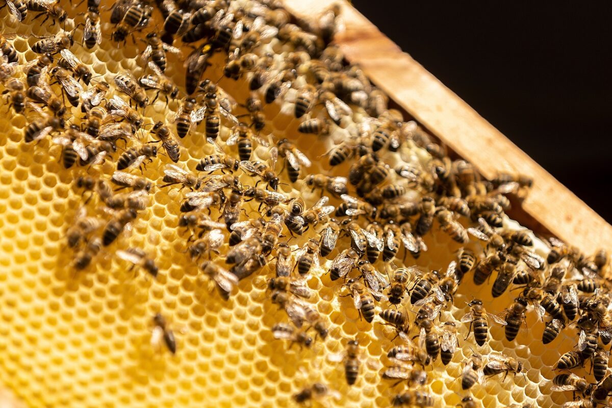 Méhraj támadt egy családra – apa és lánya életét vesztette