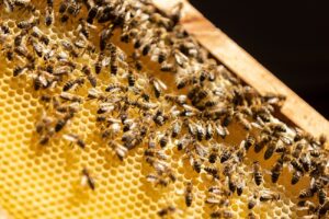 Méhraj támadt egy családra – apa és lánya életét vesztette