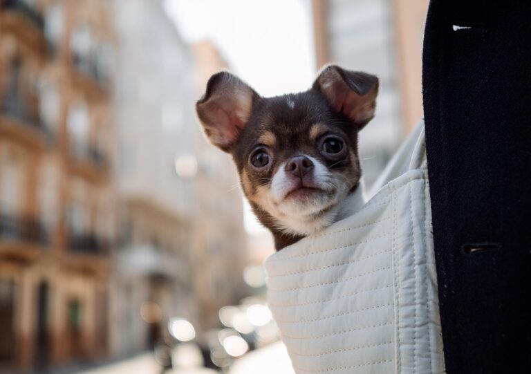 5 év után került elő egy eltűnt csivava, 1000 kilométert tett meg