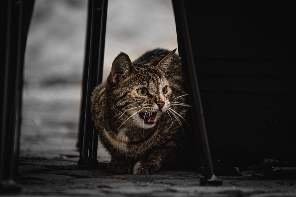 Macskaharapás következtében majdnem meghalt egy 44 éves anya