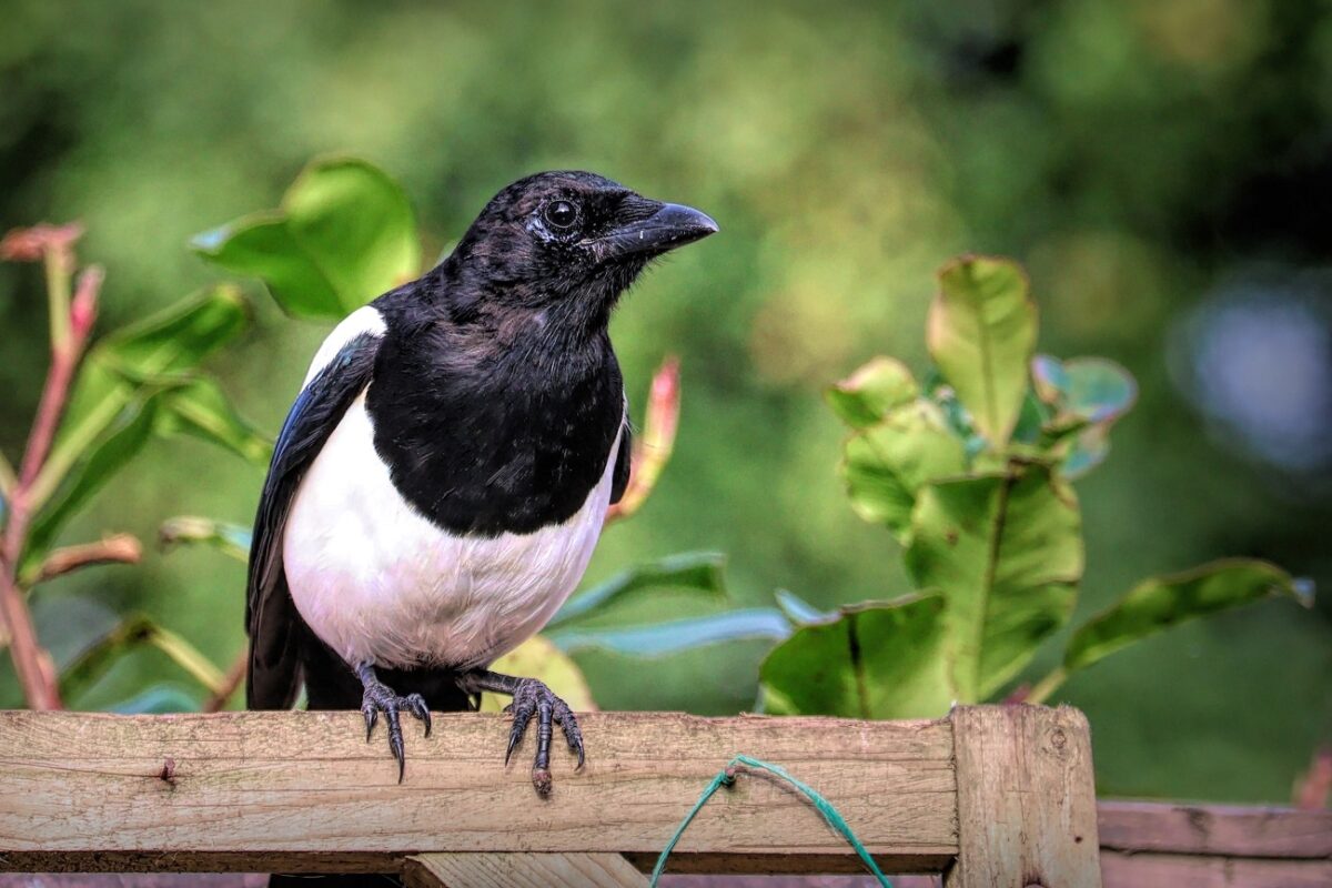 Szarkatámadásban sérült meg életveszélyesen egy nő
