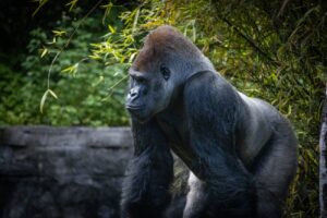 Teljesen begőzölt egy gorilla az állatkertben – betörte az üvegfalat, úgy tombolt