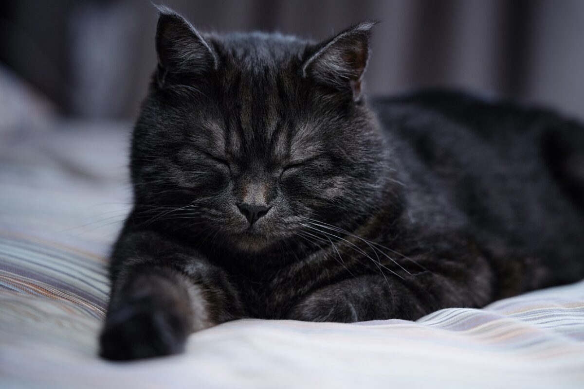 Egy városban betiltották a fekete macskák örökbefogadását Halloween idején