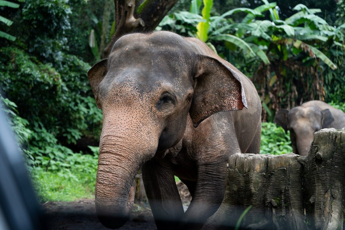 Elefántok tapostak halálra egy 58 éves férfit