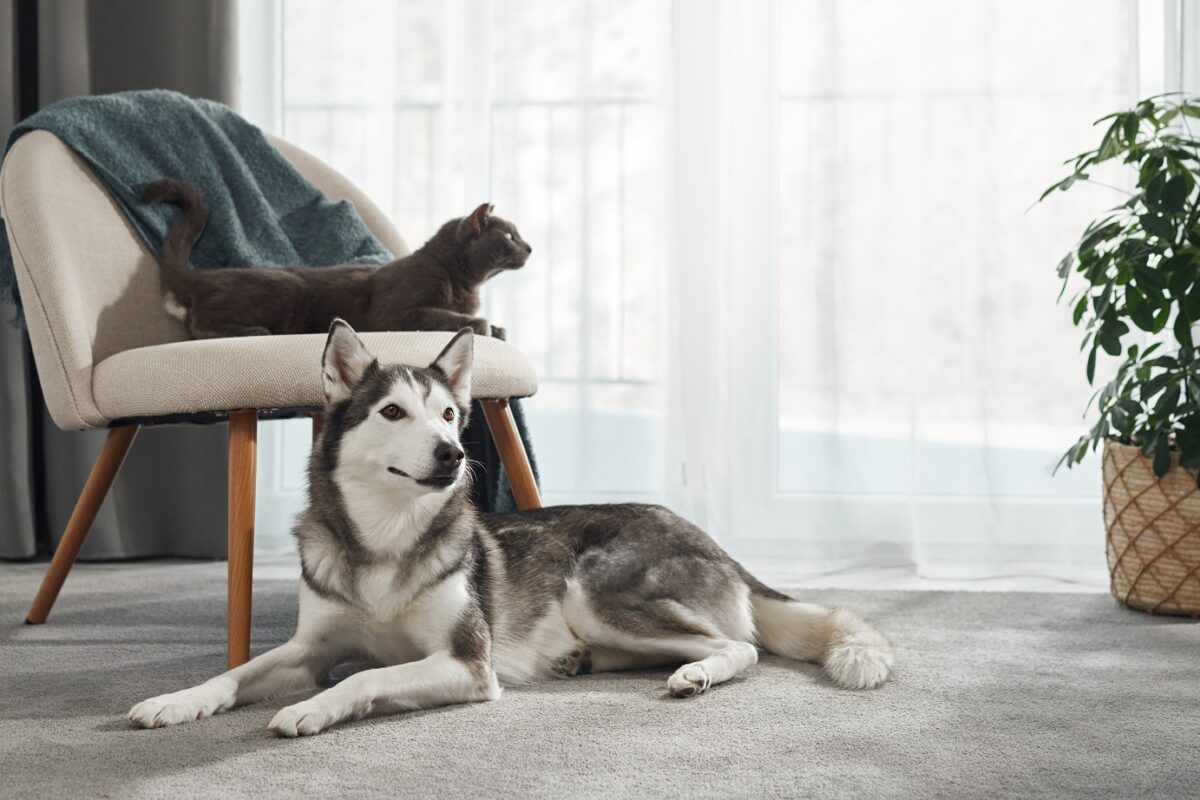 Egy megmentett kiscica és egy husky szívmelengető barátsága