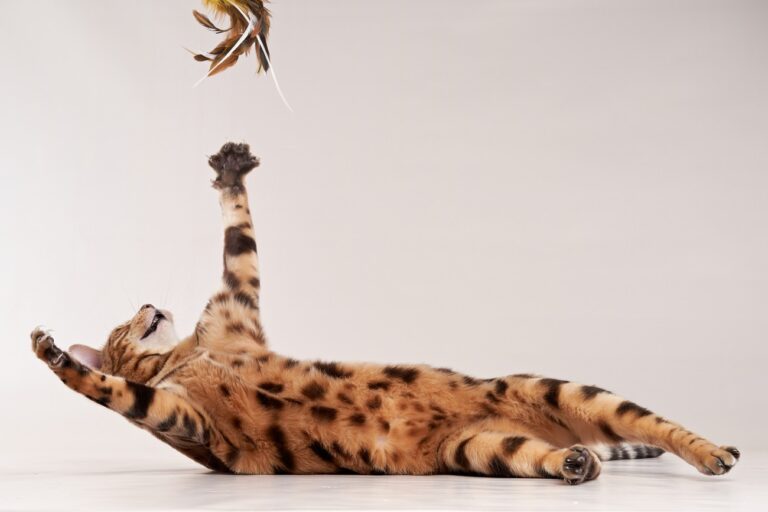 „A világ legszebb macskája” – Pebbles különleges arcával hódít a közösségi médiában