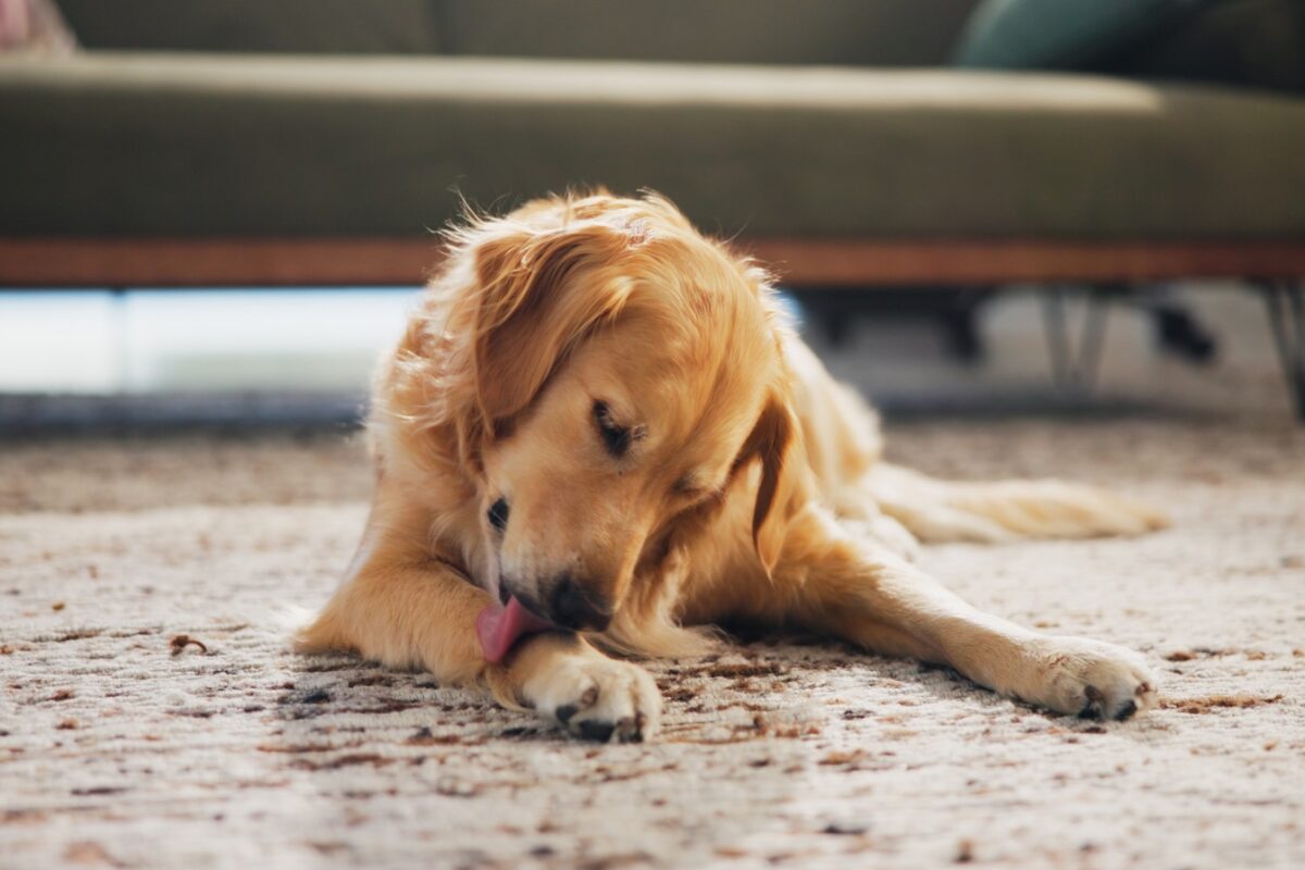 Hős kutya vezette a rendőröket az eltűnt idős nyugdíjas nőhöz