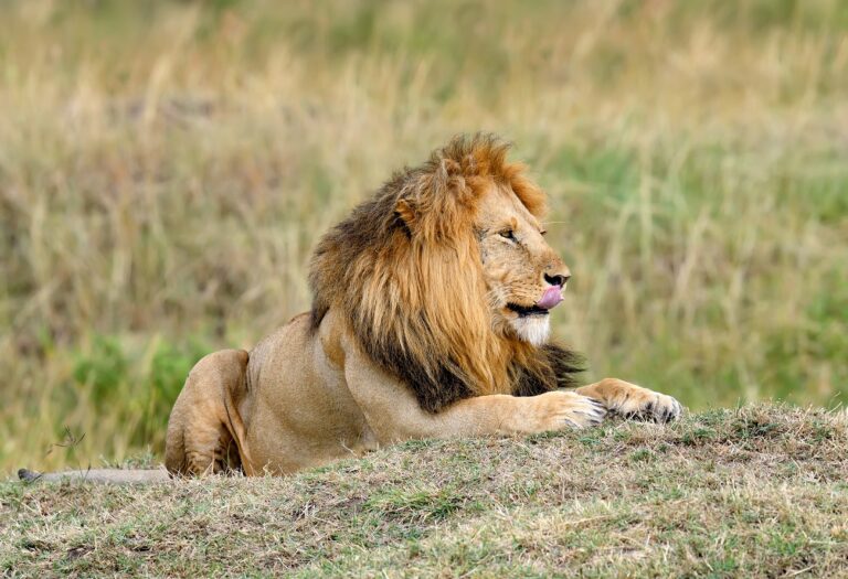 Három nap után saját magától tért vissza egy elkóborolt oroszlán az állatkertbe