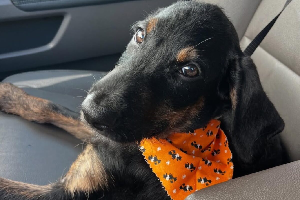 Szívszorító kutyasors – alig négy hét alatt kétszer is utcára került egy néhány hónapos kiskutya