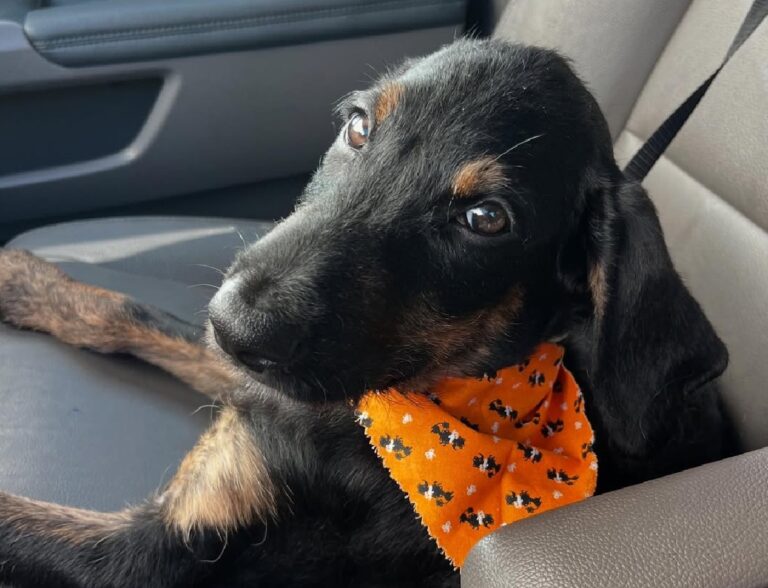 Szívszorító kutyasors – alig négy hét alatt kétszer is utcára került egy néhány hónapos kiskutya