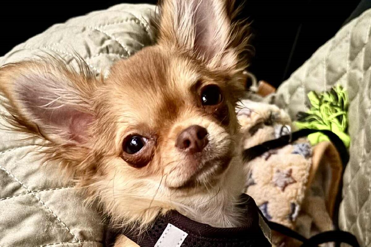 Megtaláltuk Magyarország egyik legaranyosabb csivaváját – ő Mogyi