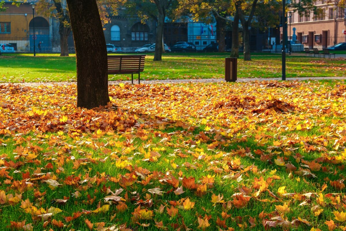 Még tartja magát a november, de hétvégén már nem lesz olyan jó idő