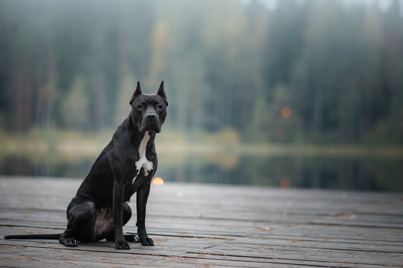 30 év után oldottak fel egy szigorú, pitbull kutyákra vonatkozó tilalmat