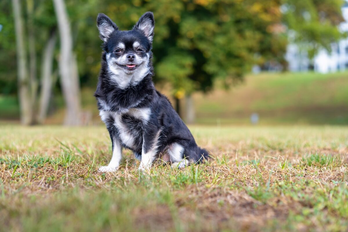 Karácsonyi csoda – az ALS‑ben szenvedő gazdi újra sétáltathatja a kutyáját