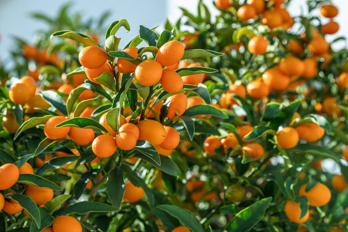 Orvosi vélemény – egy bizonyos gyümölcs, ami úgy hat, mint a gyógyszer