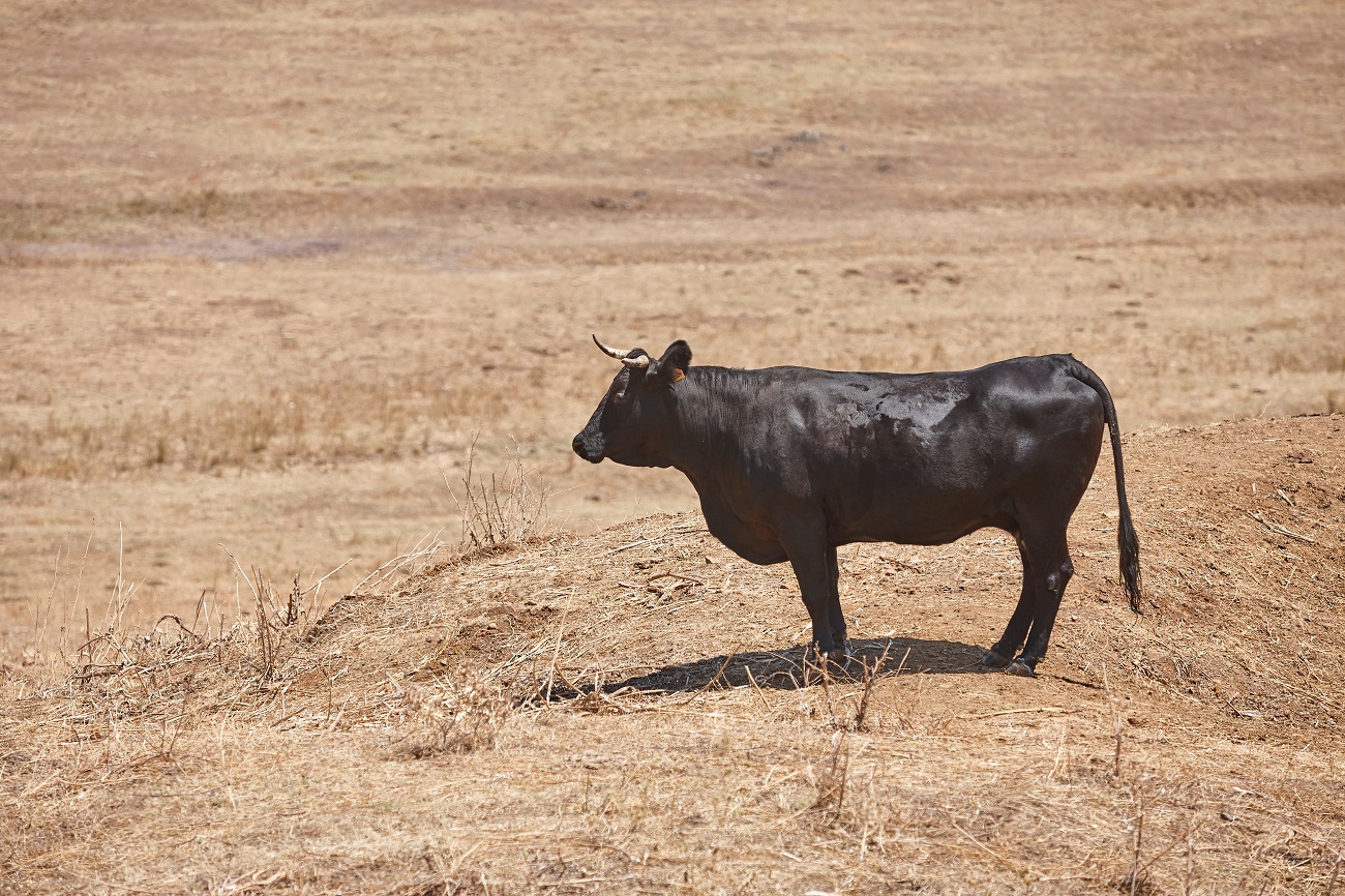 Váratlan bikatámadásban meghalt egy 80 éves nyugdíjas