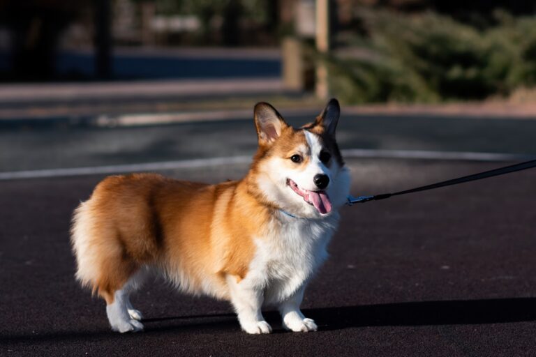 Könnyfakasztó videó, ahogyan két kutya 1 év után újra találkoznak – milliós nézettséget generált