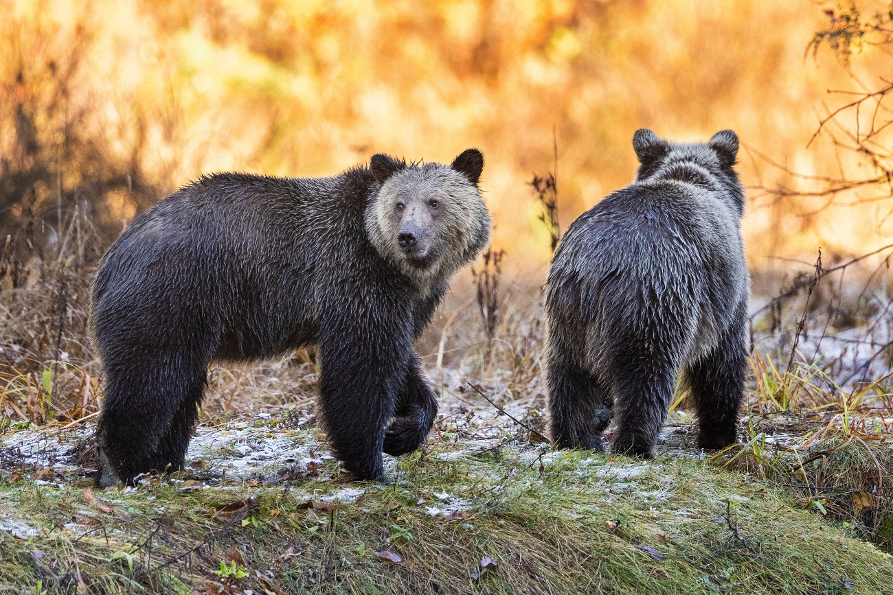 Teljesen felszívódott az iskolás csoportra támadt grizzly medve