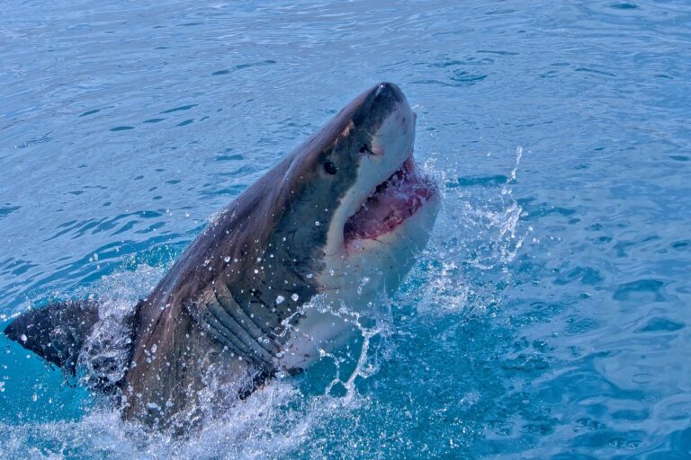 30 méterre a strandolóktól jelent meg egy nagy fehér cápa, és egyre többen vannak
