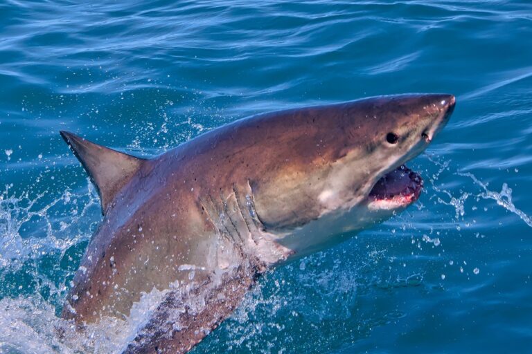 Egy ritka nagy fehér cápa bukkant fel, félelmetesen néz ki