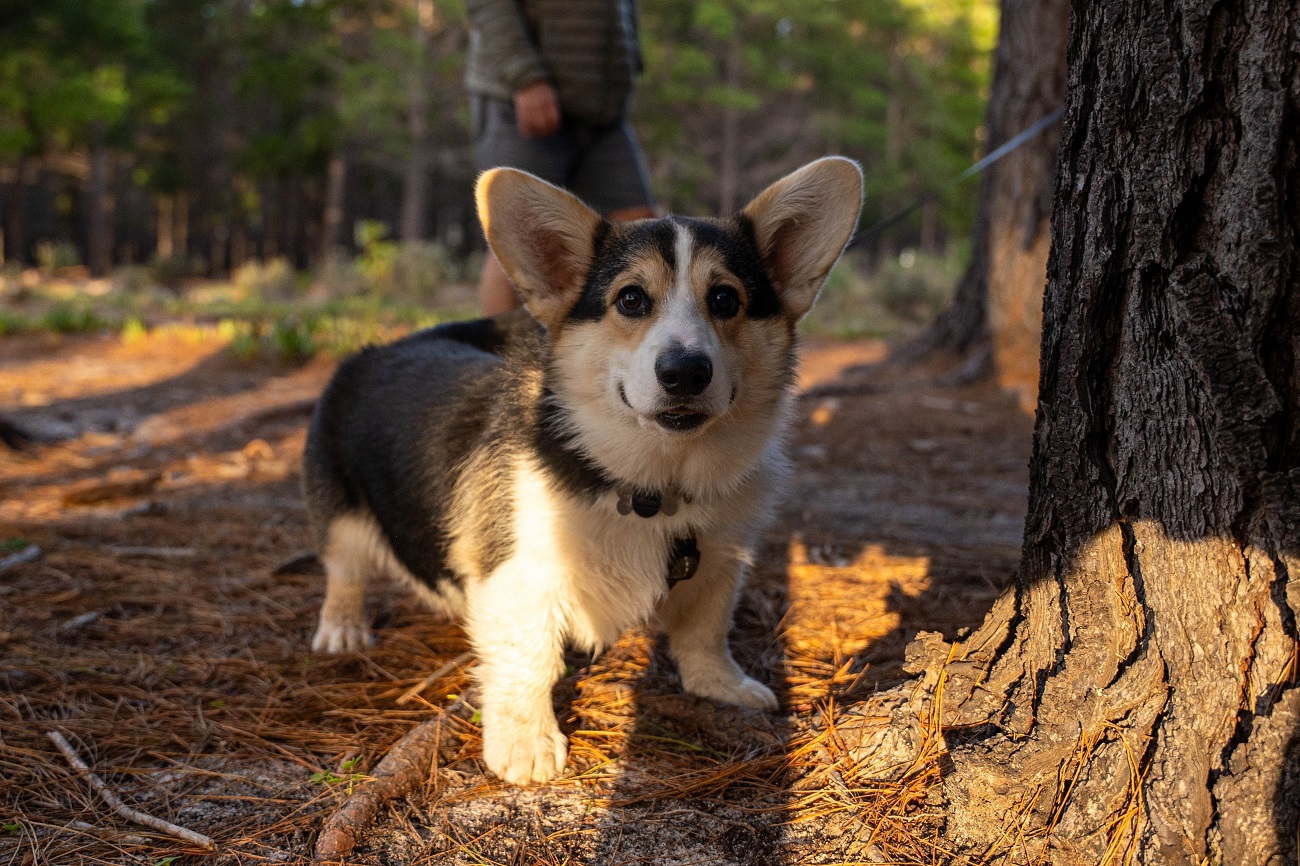 Egy rendkívül titokzatos erdő, amit évente mindössze 10 napra nyitnak meg előttünk