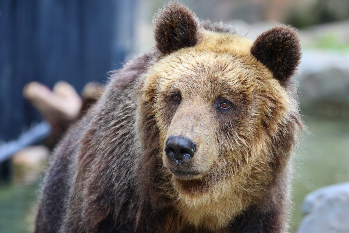 Újabb riasztó medvetámadás történt – nyilvános wc-t használt a férfi, amikor rátámadt az állat