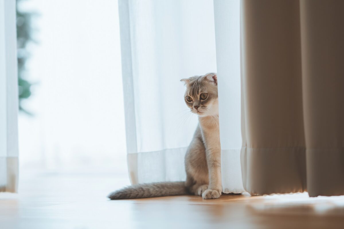 Egy férfi macskatartási díjat fizet a volt feleségének, aki milliós kártérítést is kap