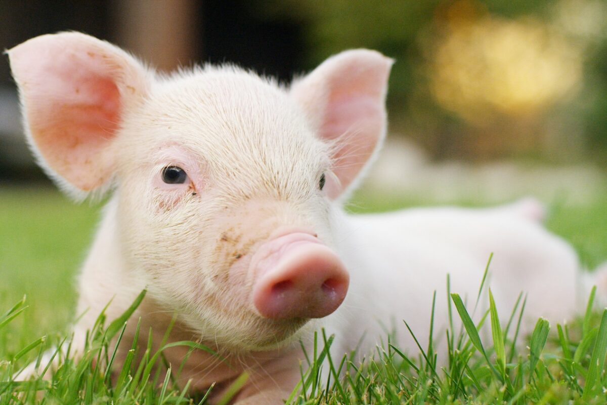 Egy kismalac és egy kutya rendkívül megható barátsága, ami százezreket hatott meg