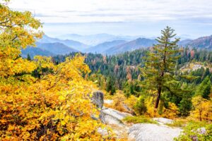 Élve került elő az eltűnt vadász – 20 napon át bolyongott a vadonban