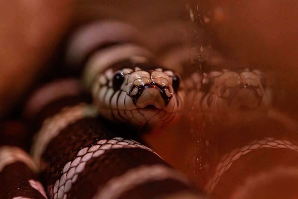 Azt hitte, egy levél tekeredett a lábára – halálos kígyó csimpaszkodott a nő cipőjére