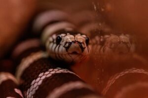 Azt hitte, egy levél tekeredett a lábára – halálos kígyó csimpaszkodott a nő cipőjére