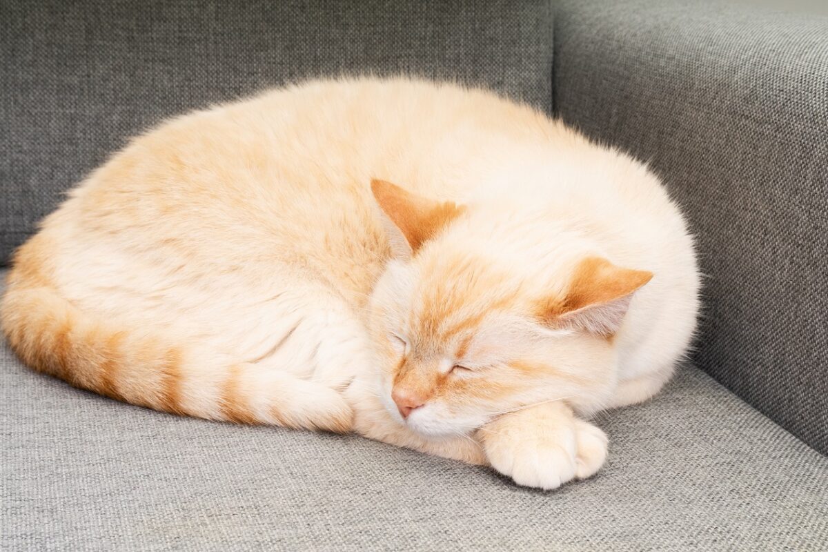 Luxusételekkel eteti a macskáját egy gazdag 27 éves influenszer