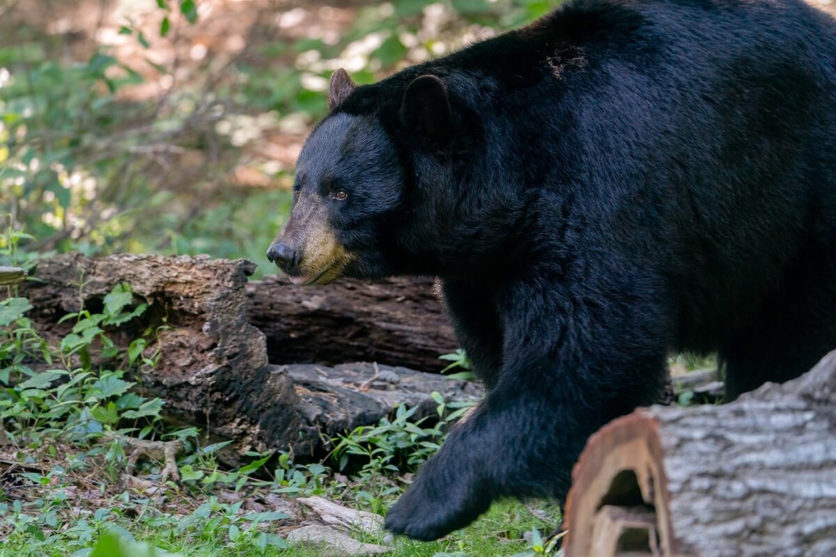 Hihetetlen jelenetek a nyílt utcán – vad medvét próbáltak etetni a felelőtlen turisták